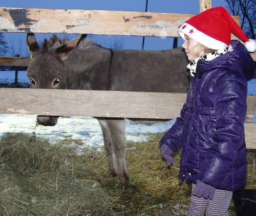 Marches de Noel en Alsace - Les sentiers de Noel  Osthouse